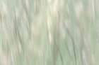 USA, Washington State, Seabeck. Abstract of summer meadow grass. Art Print